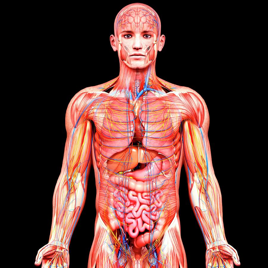 Male Anatomy Photograph by Pixologicstudio/science Photo Library