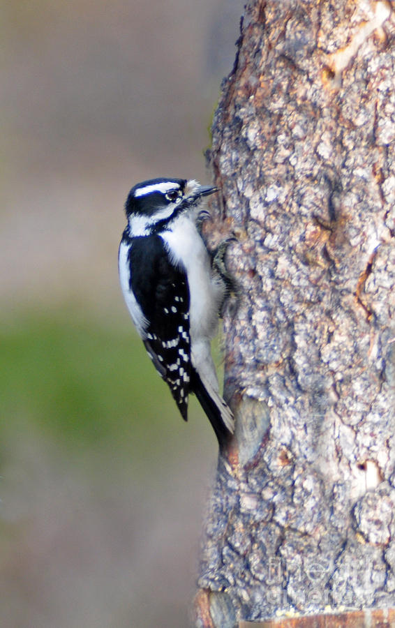 701P Downy Woodpecker   Photograph by NightVisions