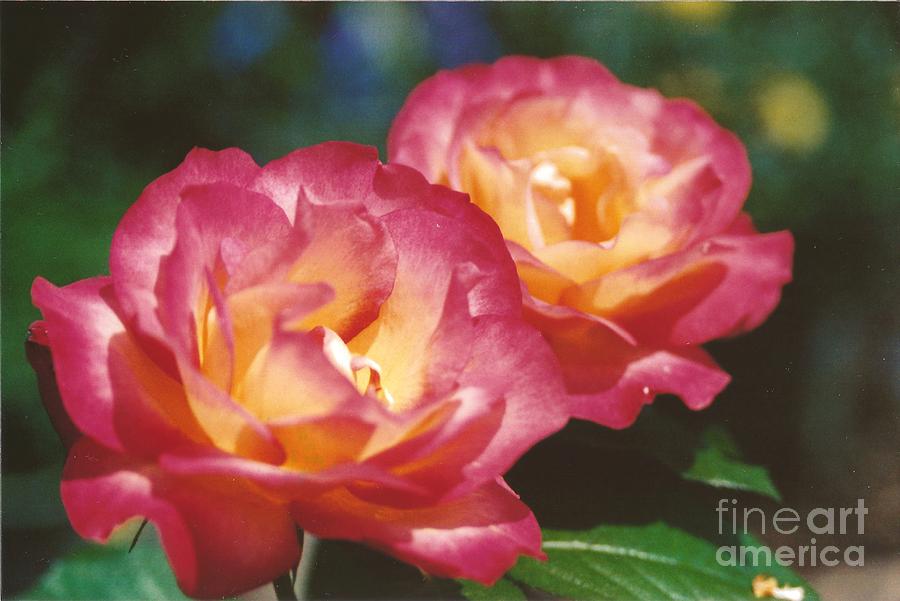 Flower Photograph - #704 1a Love Roses Double Delight Perfect Together Perfect Moment #704 by Robin Lee Mccarthy Photography