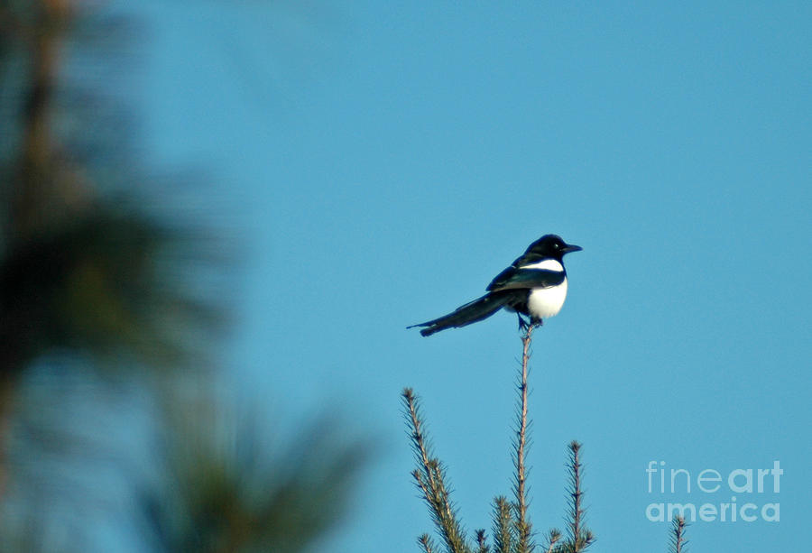 707P Black-billed Magpie Photograph by NightVisions