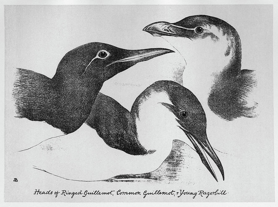 Razorbill Drawing - Blackburn Birds, 1895 #71 by Granger