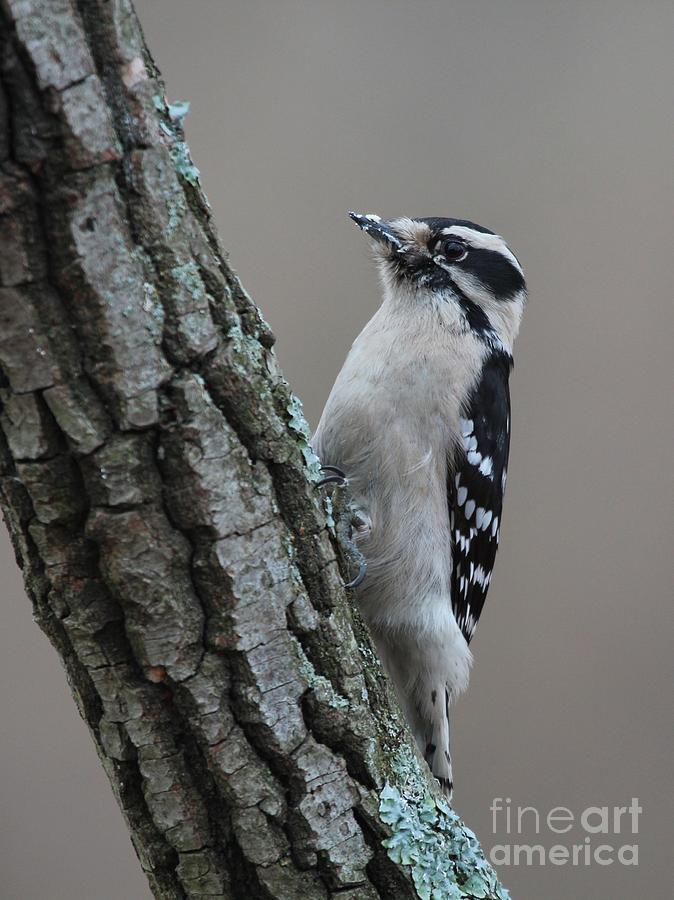Downy Woodpecker #71 Photograph by Jack R Brock
