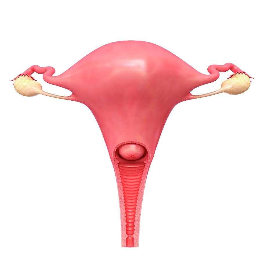 Female Reproductive System Photograph By Pixologicstudio science Photo 