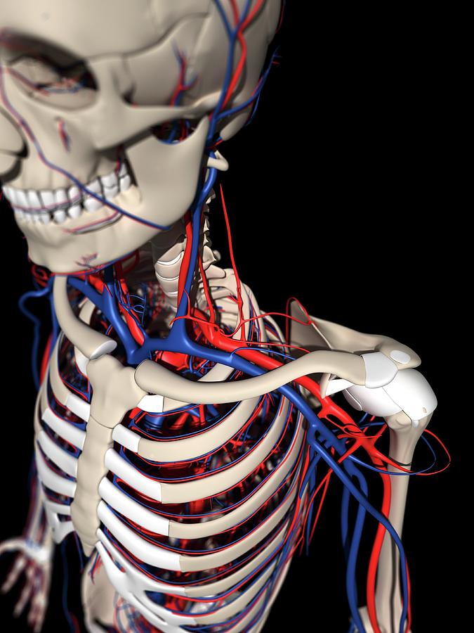 Human Anatomy #71 Photograph by Sciepro/science Photo Library - Fine ...