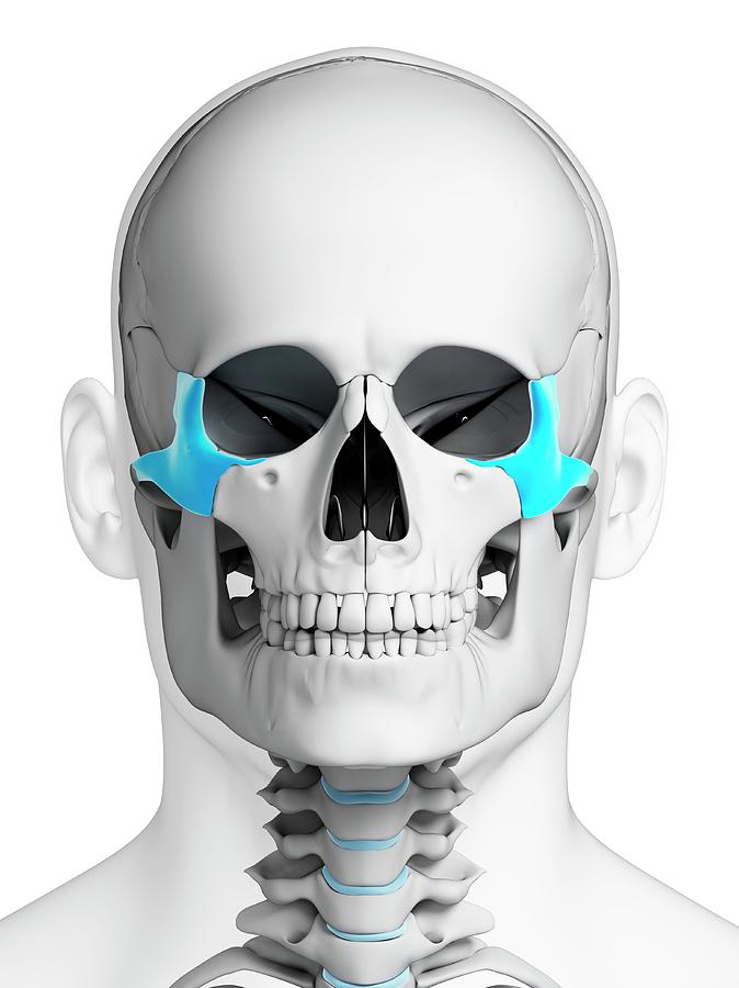 Skull Photograph - Human Skull #71 by Sebastian Kaulitzki