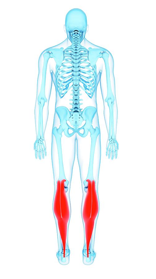 Leg Muscles #71 by Sebastian Kaulitzki/science Photo Library