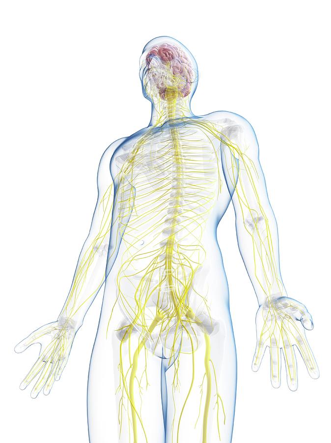 Male Nervous System Photograph by Sciepro/science Photo Library - Fine ...