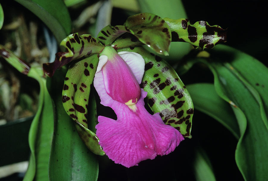 Orchid Photograph - Orchid Flower #71 by Paul Harcourt Davies/science Photo Library