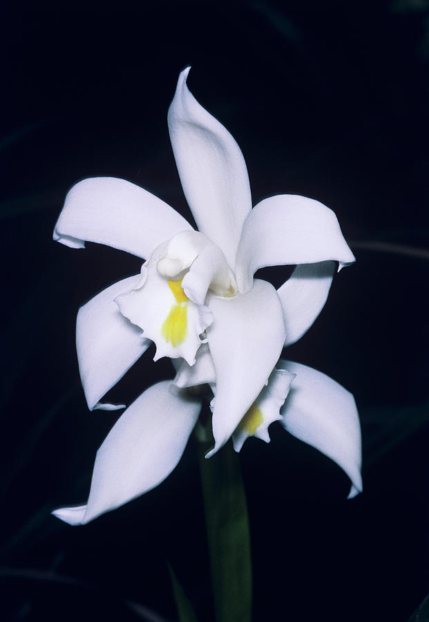 Orchid Photograph - Orchid Flowers #71 by Paul Harcourt Davies/science Photo Library