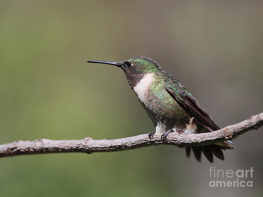 Ruby-throated Hummingbird #71 Photograph by Jack R Brock