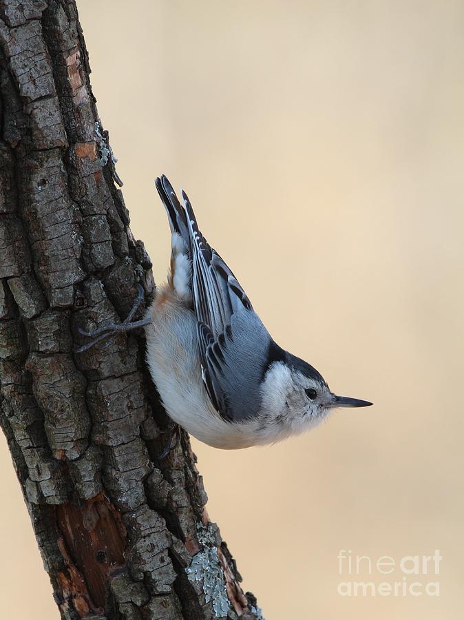 White-breasted Nuthatch #71 Photograph by Jack R Brock