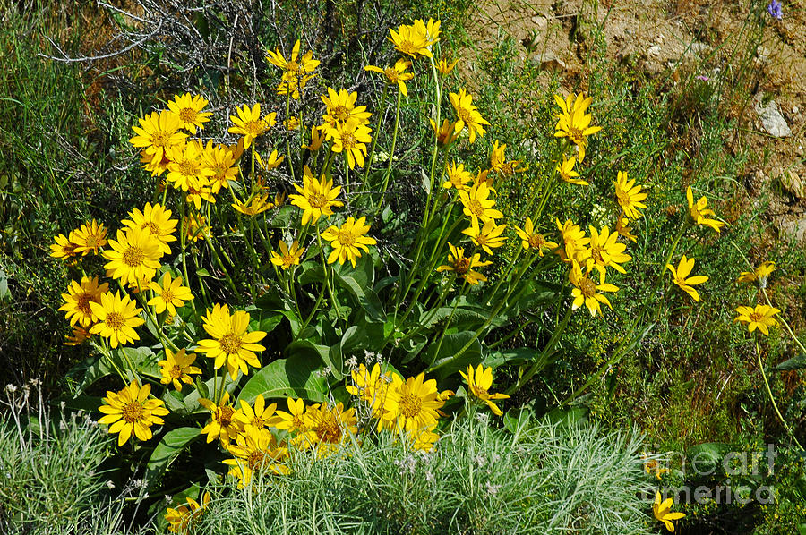 710A Arrowroot Balsamroot Photograph by NightVisions