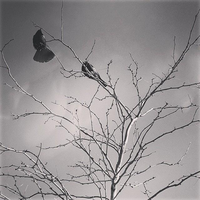 Bird Photograph - Instagram Photo #12 by Ana Szilagyi