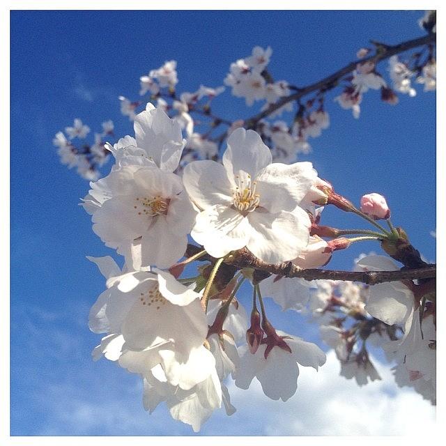 Spring Photograph - Instagram Photo #711396774278 by Suzuki Mari