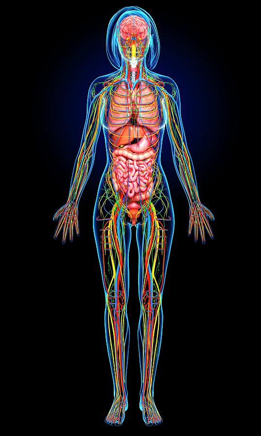 Female Anatomy Photograph by Pixologicstudio/science Photo Library ...