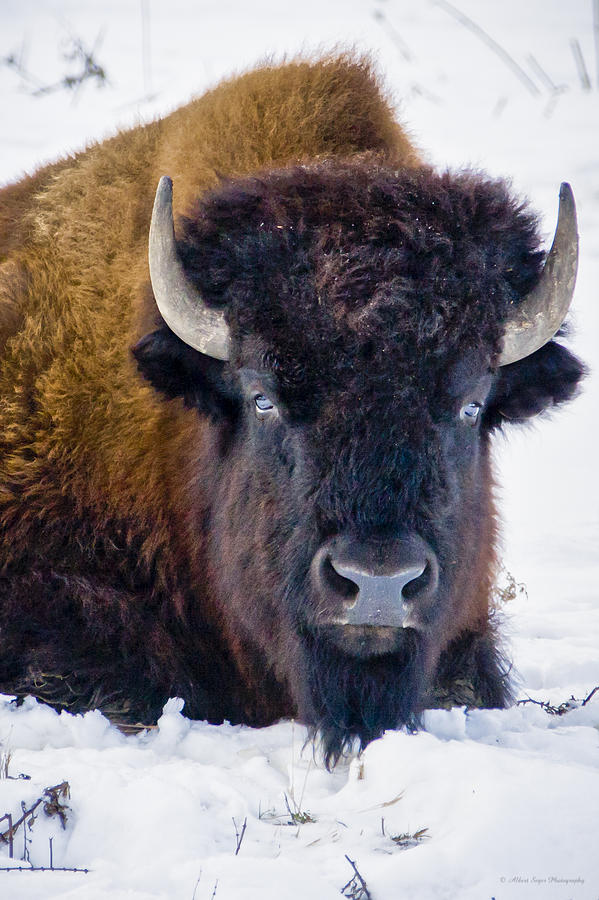 Wary Buffalo Photograph by Albert Seger