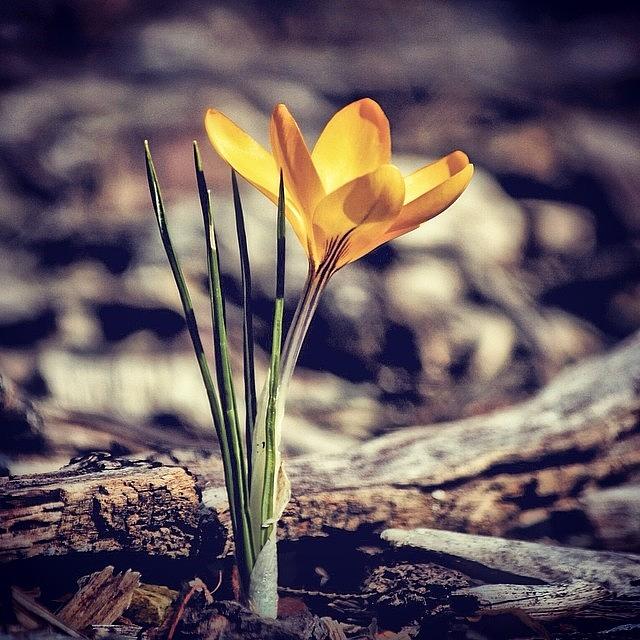 Flowers Still Life Photograph - Instagram Photo #71396479927 by Matt Yates