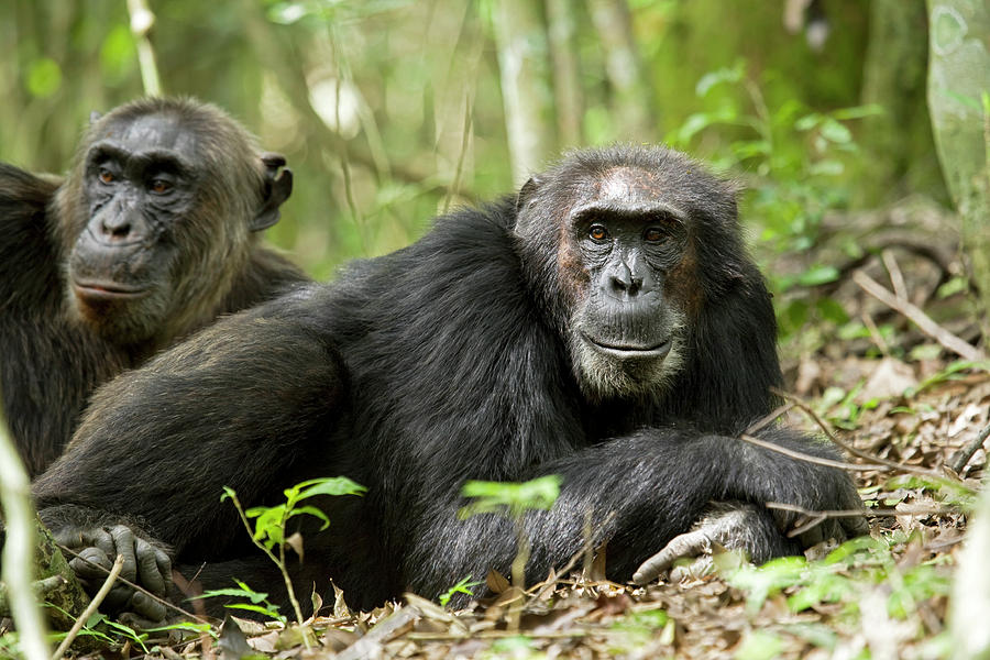 Africa, Uganda, Kibale National Park Photograph By Kristin Mosher 