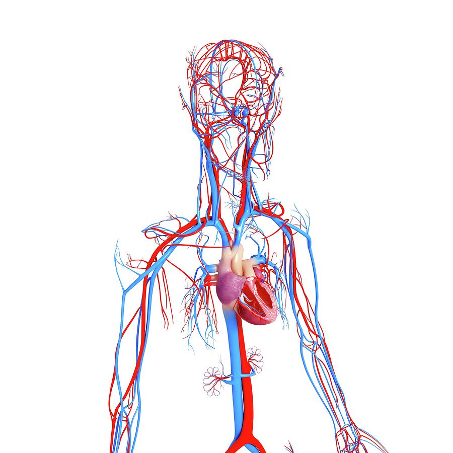 Cardiovascular System Photograph by Pixologicstudio/science Photo ...