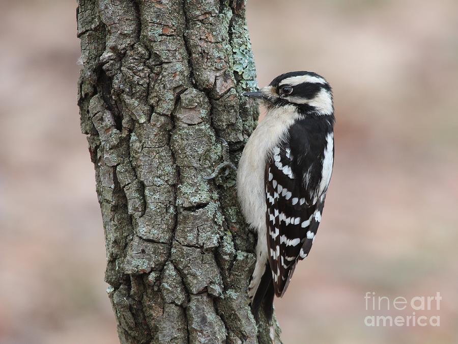 Downy Woodpecker #72 Photograph by Jack R Brock