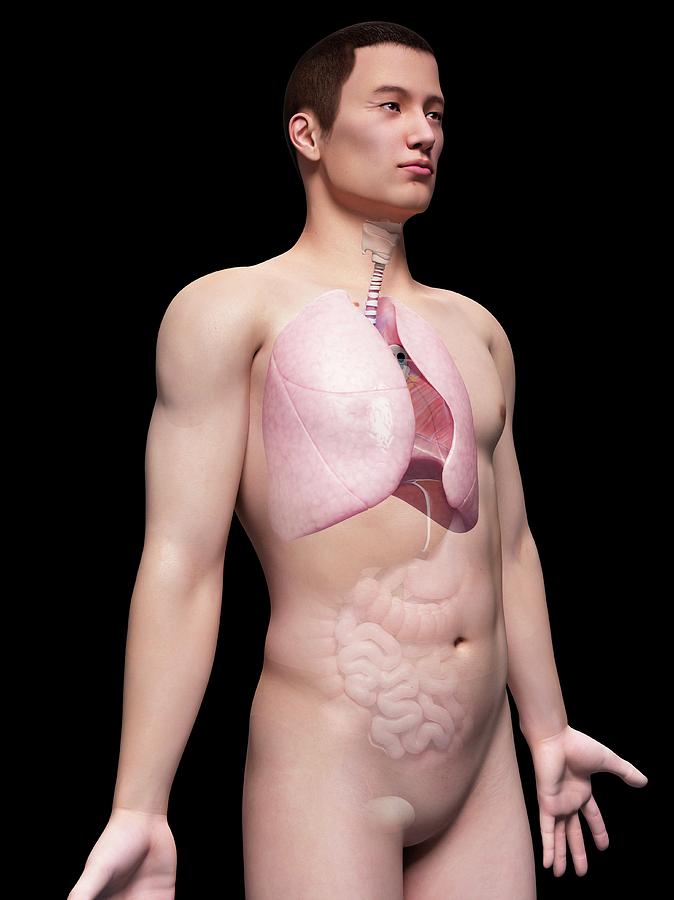 Illustration Photograph - Human Lungs #72 by Sebastian Kaulitzki