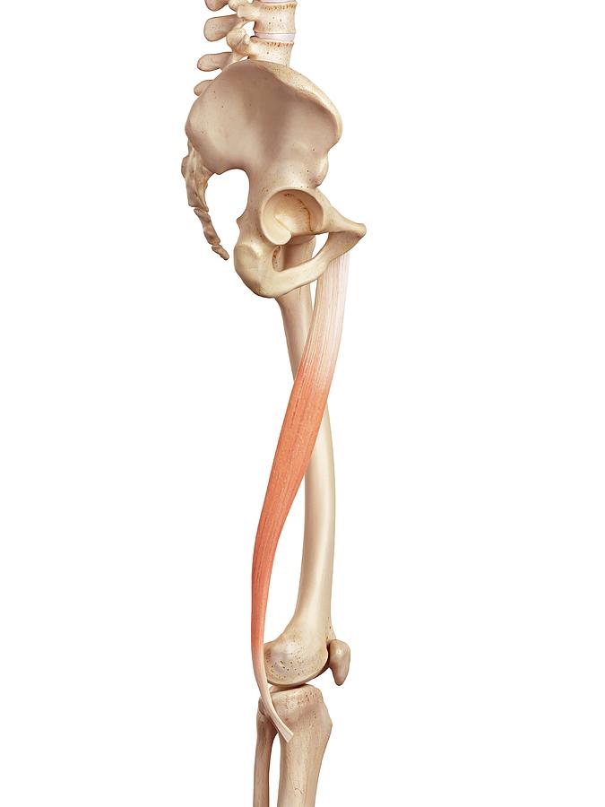 Illustration Photograph - Human Muscles Of Leg #72 by Sebastian Kaulitzki/science Photo Library