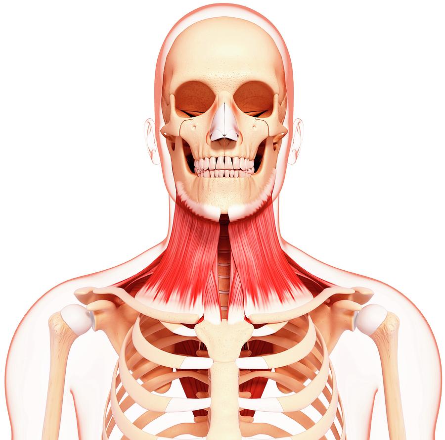 Human Neck Musculature Photograph by Pixologicstudio/science Photo ...