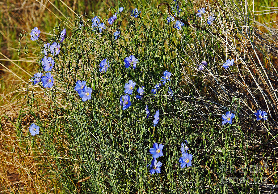 720A Western Blue Flax Photograph by NightVisions