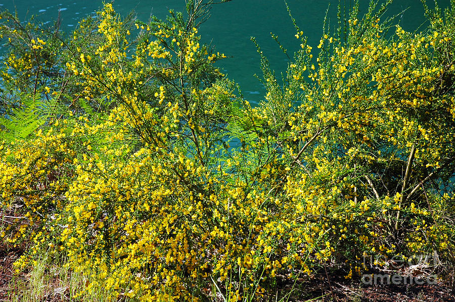 724A Yellow Bush Photograph by NightVisions