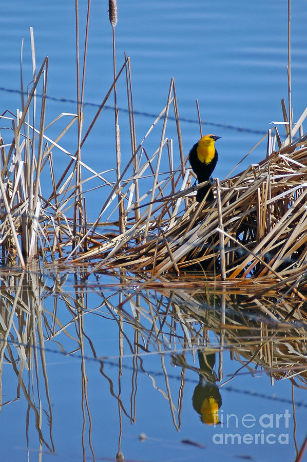 724P Yellow-headed Blackbird  Photograph by NightVisions