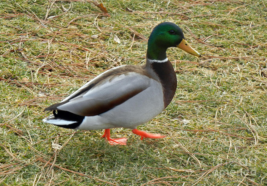 726P Mallard Duck Photograph by NightVisions