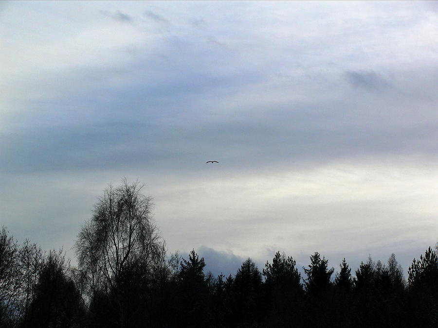 Tree Photograph - Flying Bird by Pavel Jankasek