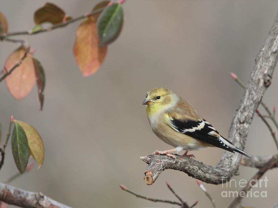 American Goldfinch #73 Photograph by Jack R Brock