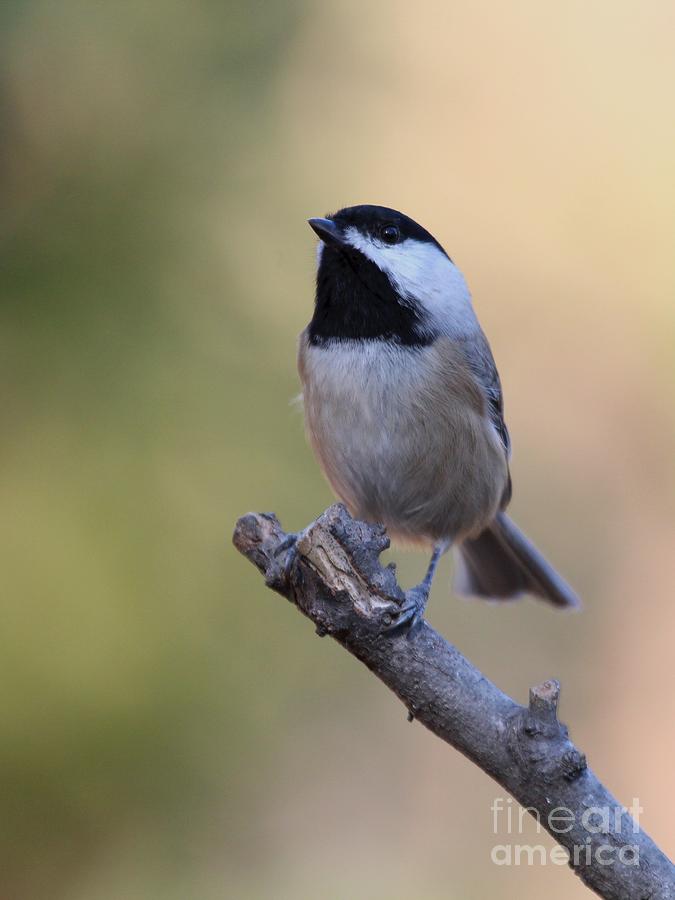 Black-capped Chickadee #73 Photograph by Jack R Brock