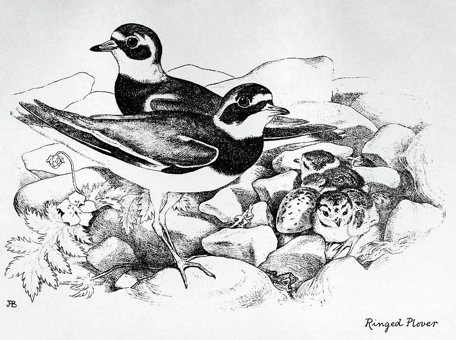 Bird Drawing - Blackburn Birds, 1895 #73 by Granger