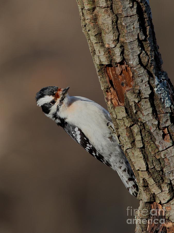 Downy Woodpecker #73 Photograph by Jack R Brock