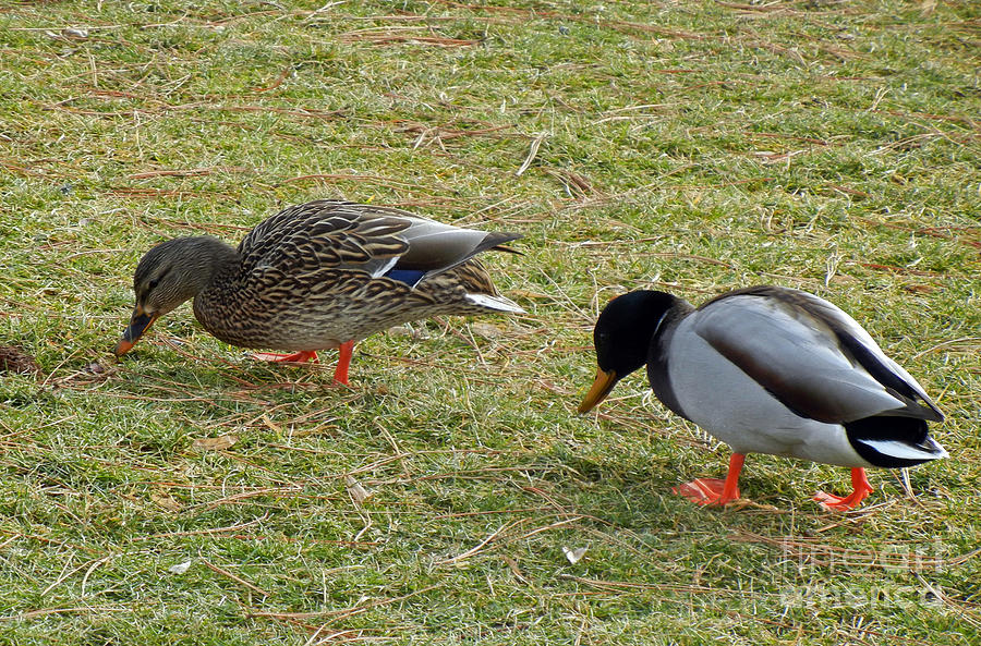 730P Mallard Ducks Photograph by NightVisions
