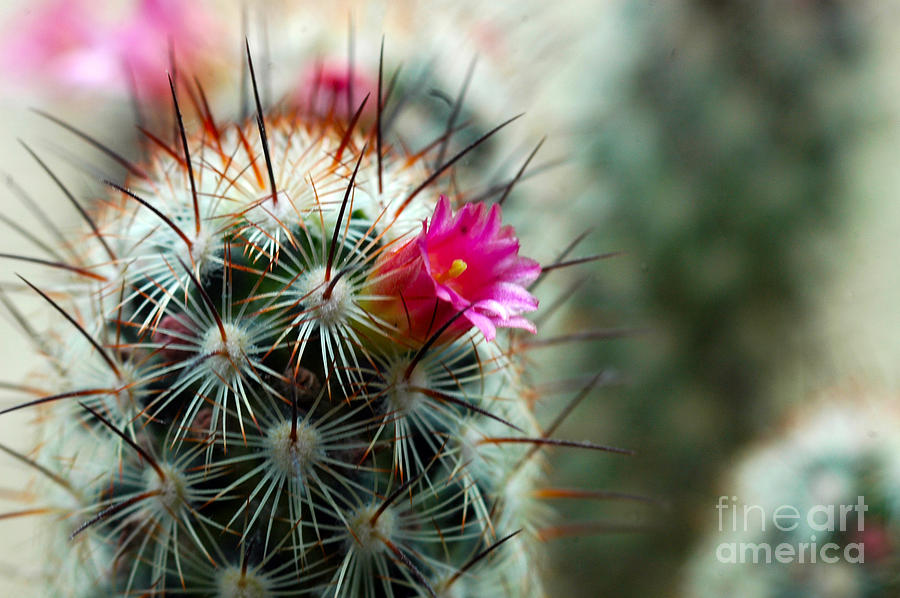 734A Tubular Cactus Flower Photograph by NightVisions