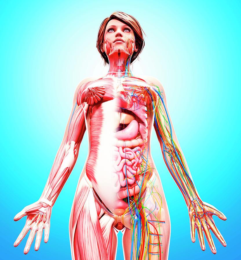 Female Anatomy Photograph By Pixologicstudio Science Photo Library