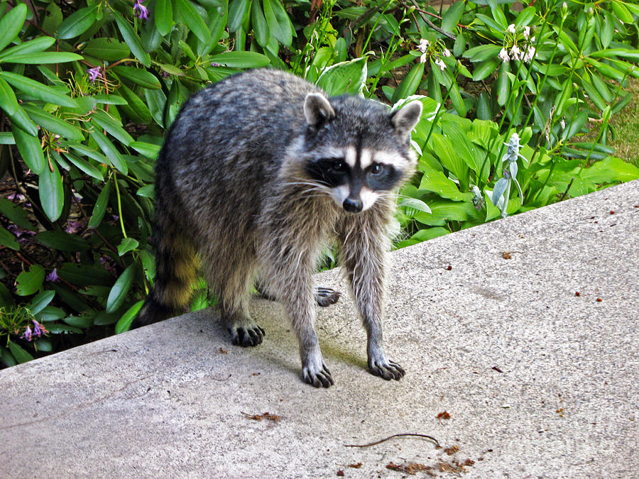 735P Raccoon Photograph by NightVisions