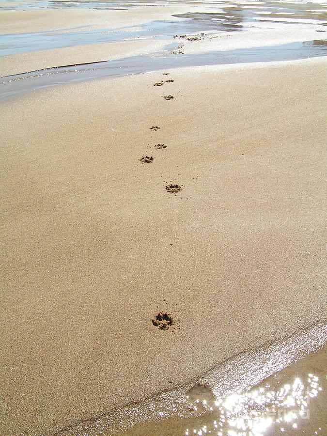Dog Photograph - #736 D2 Paw Prints in the Sand Plum Island #736 by Robin Lee Mccarthy Photography