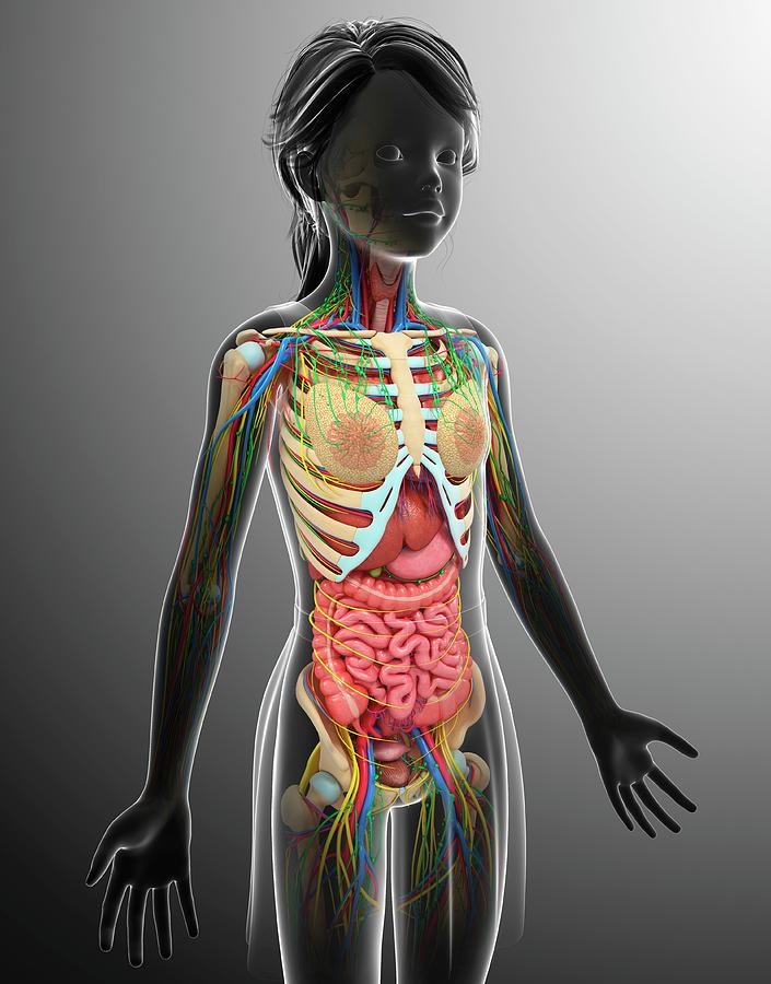 Female Chest Anatomy Photograph by Pixologicstudio/science Photo Library -  Fine Art America