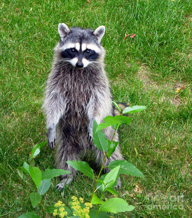 737P Raccoon Photograph by NightVisions