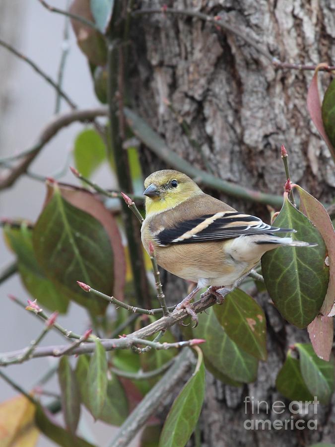 American Goldfinch #74 Photograph by Jack R Brock