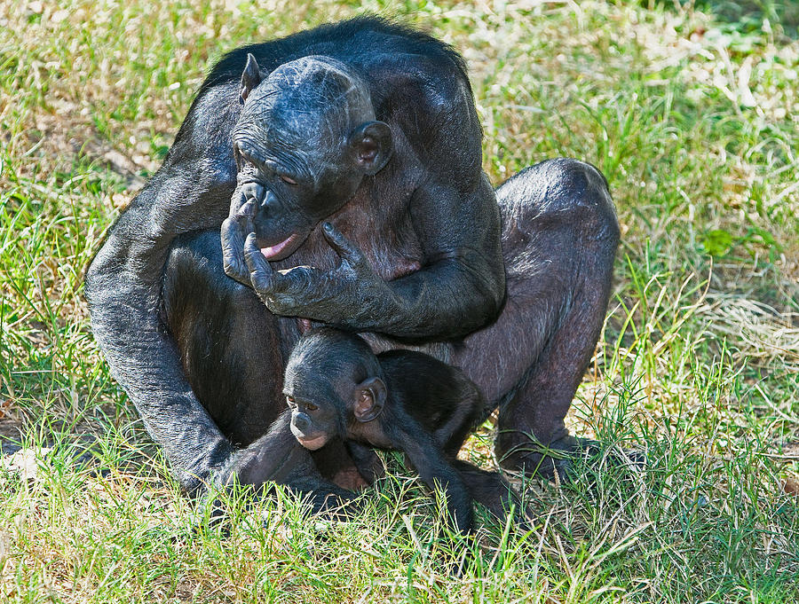 Bonobo Mother And Baby #74 Photograph by Millard H. Sharp