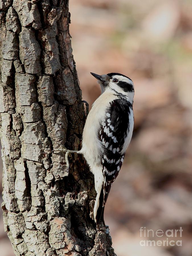 Downy Woodpecker #74 Photograph by Jack R Brock