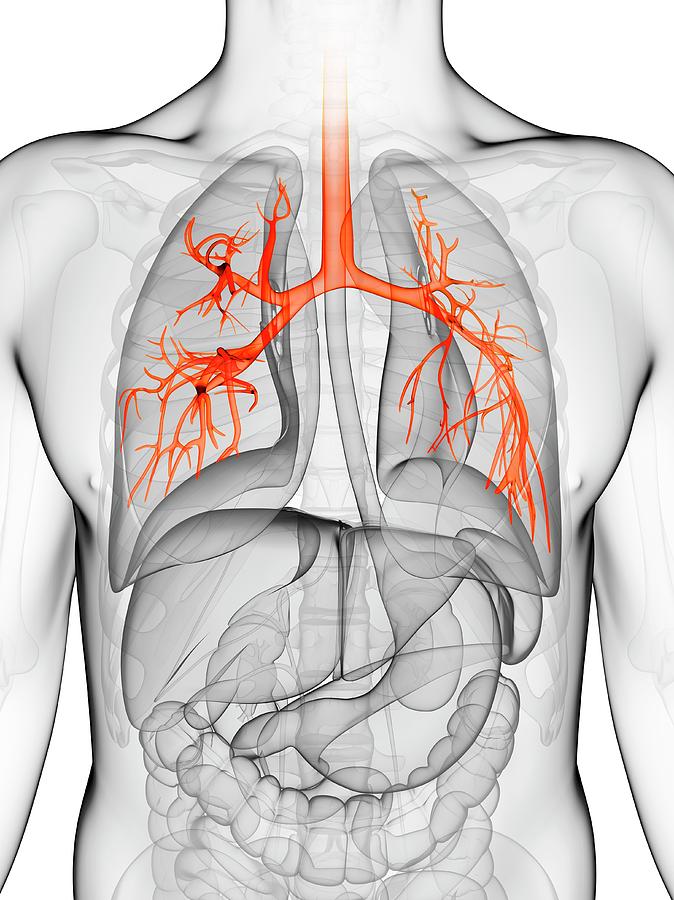 Illustration Photograph - Human Lungs #74 by Sebastian Kaulitzki