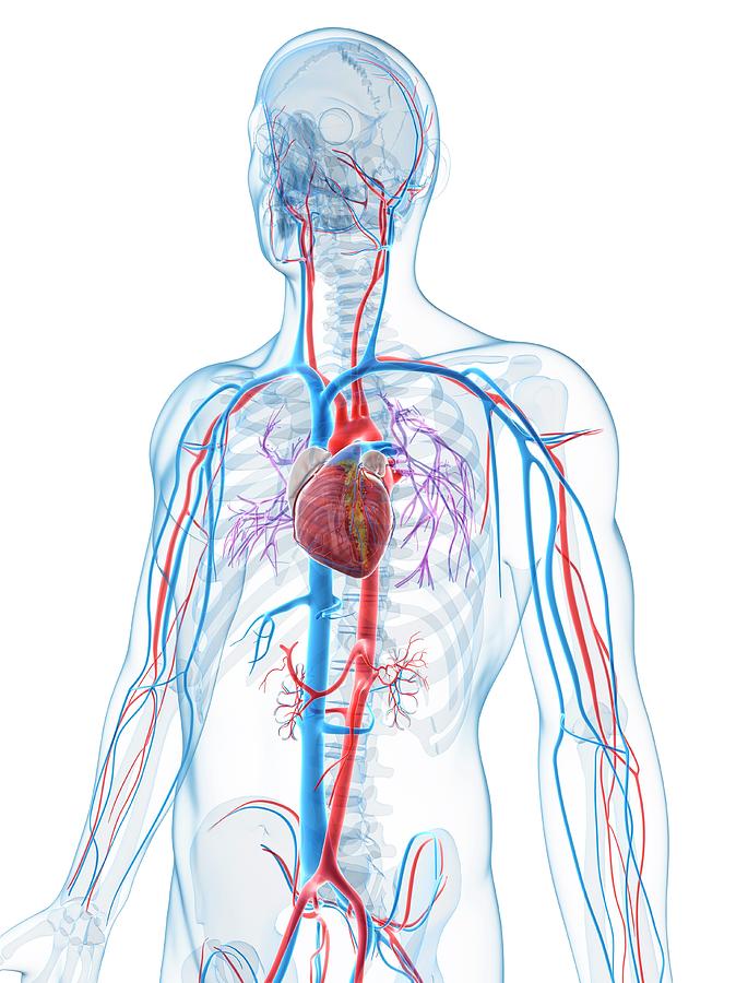 Human Vascular System Photograph by Sebastian Kaulitzki - Fine Art America