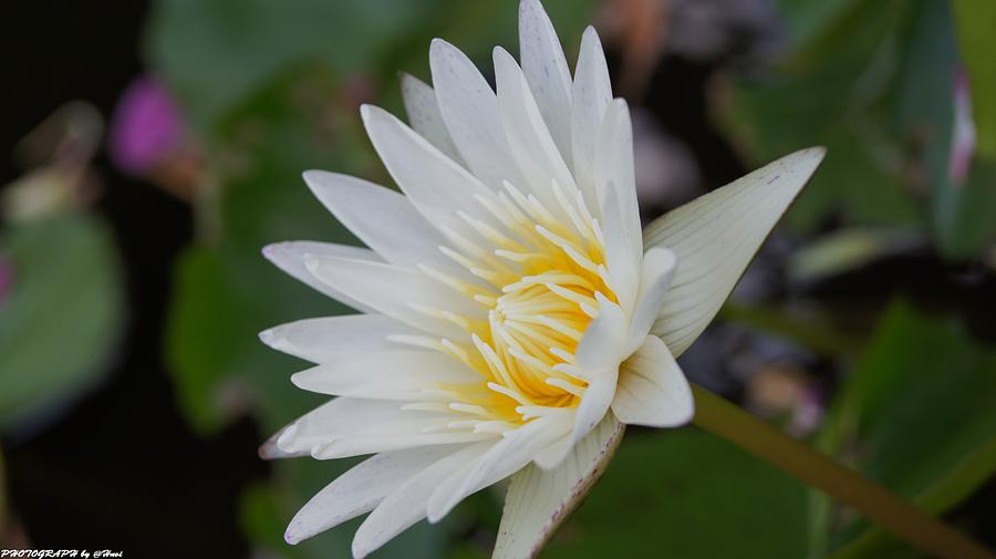 Lotus  #74 Photograph by Gornganogphatchara Kalapun