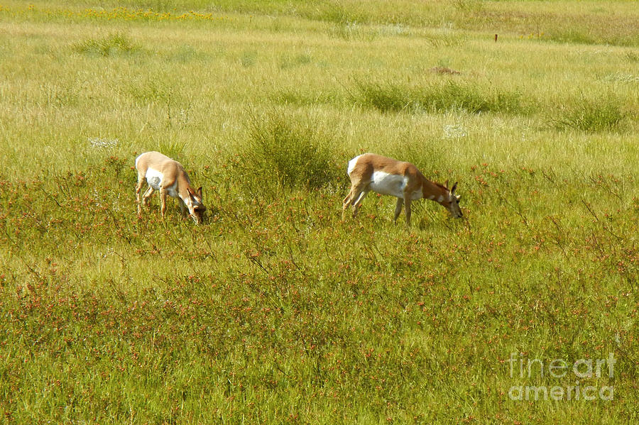 740P Pronghorn Antelope Photograph by NightVisions